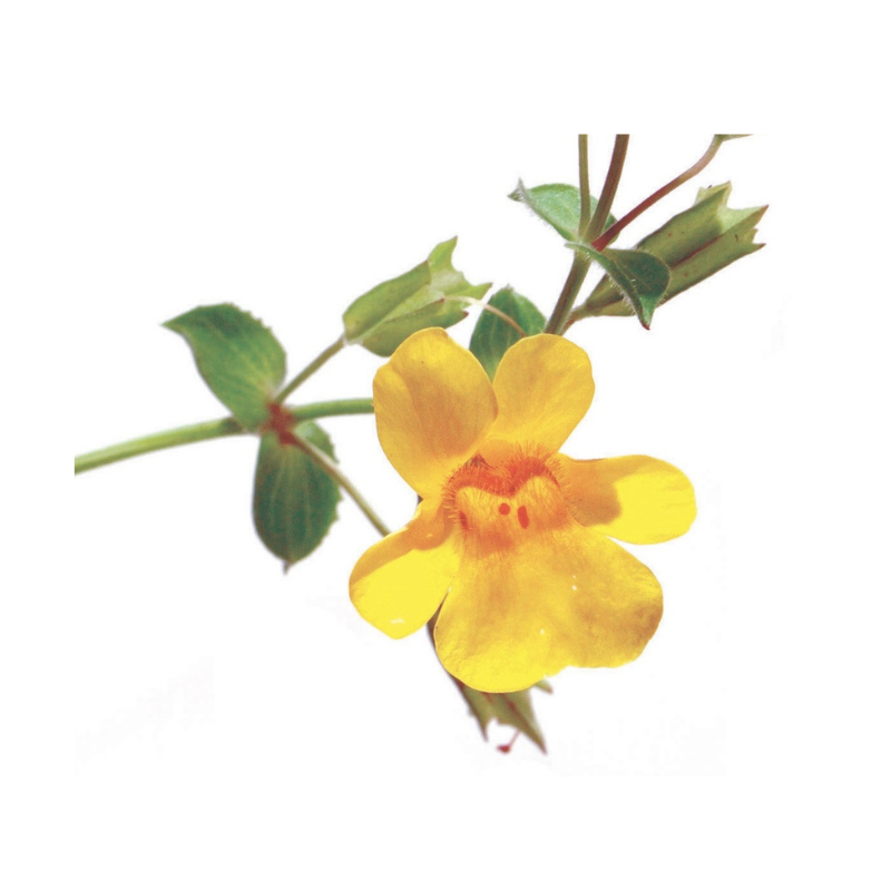 Photo de la fleur Mimulus jaune