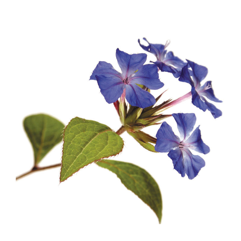 phot de la fleur CERATO violette bleue