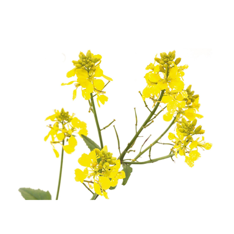 photo de la fleur moutarde de couleur jaune