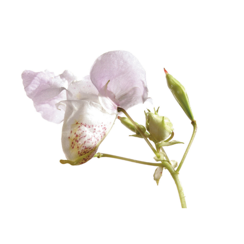 photo de la fleur impatiens dans les tons blancs et roses