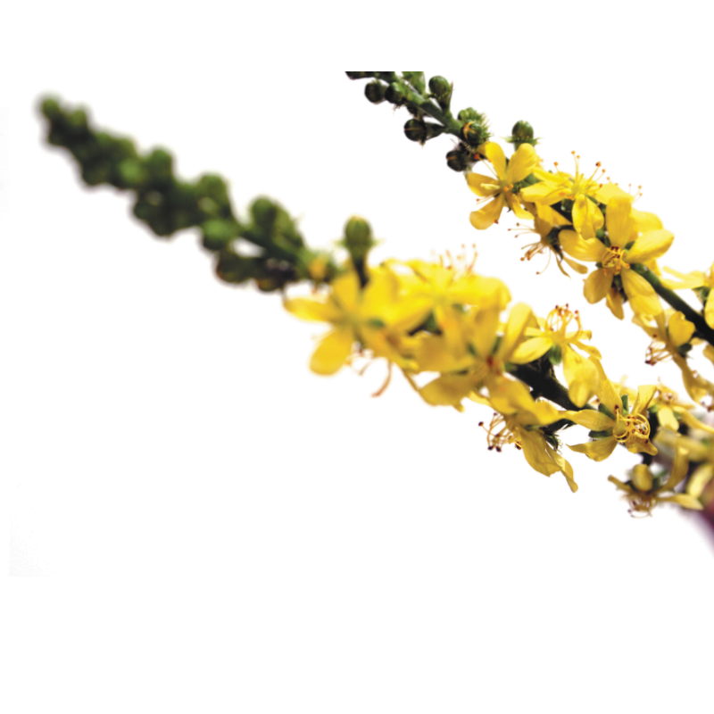 photo de fleurs jaunes de l'aigremoine