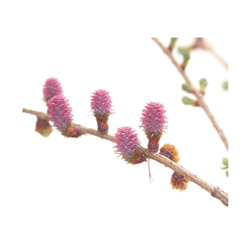 photo de fleurs du mélèze de couleur rose
