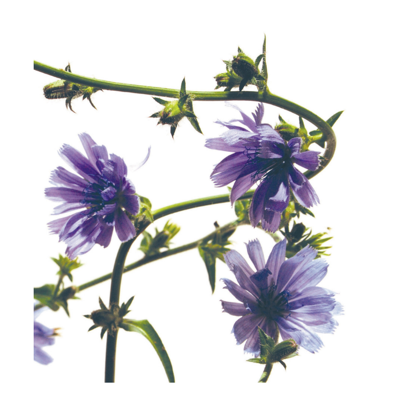 fleur de la chicorée de couleur violette