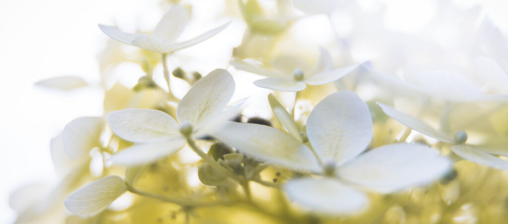 Photo de fleurs blanches légèrement floutées sur les bords.